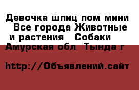 Девочка шпиц пом мини - Все города Животные и растения » Собаки   . Амурская обл.,Тында г.